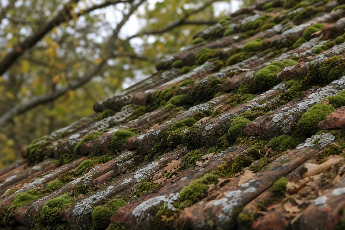 Versant de toiture en tuiles couvert de mousses et de lichens, arbres en arrière-plan, lumière douce d’automne